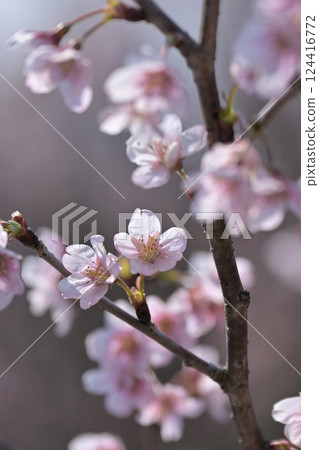 杏仁花 124416772