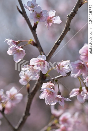 杏仁花 杏仁花 124416773