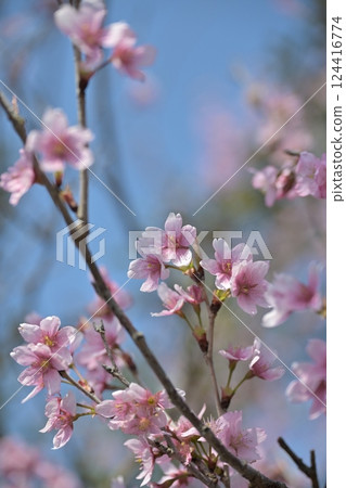 Almond flower Almond flower 124416774