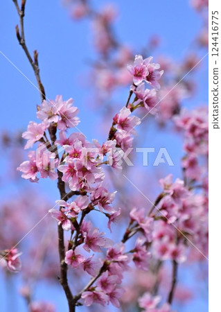 Almond flower Almond flower 124416775