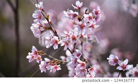 Almond flower 124416777