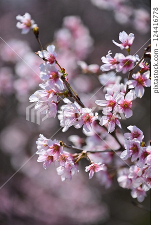 Almond flower 124416778