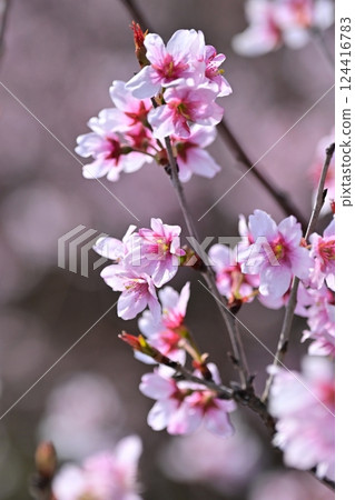 Almond flower Almond flower 124416783