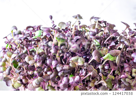 Vibrant red and purple radish microgreens with fresh, delicate leafy texture Vibrant red and purple radish microgreens with fresh, delicate leafy texture 124417038