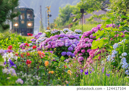 以若狹鐵道的柴油列車為背景，盛開著色彩繽紛的繡球花 124417104