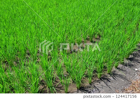 Image of rice cultivation (early planting) Image of rice cultivation (early planting) 124417156