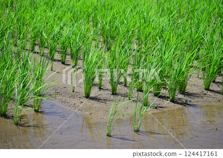 水稻栽培(早栽)圖片 水稻栽培(早栽)圖片 124417161