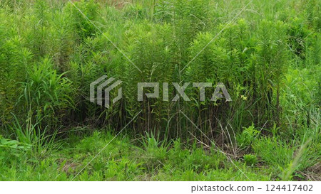 空地、荒地、雜草、土地、空地 124417402