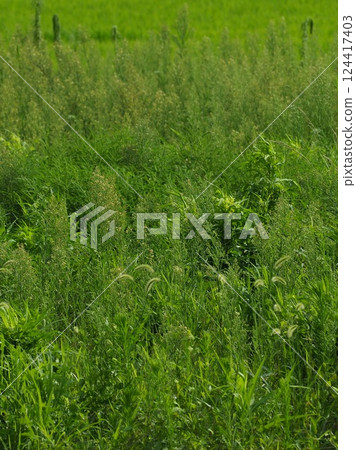 空地、荒地、雜草、土地、空地 空地、荒地、雜草、土地、空地 124417403