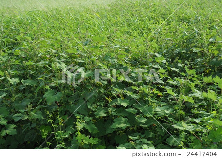 空地、荒地、雜草、土地、空地 空地、荒地、雜草、土地、空地 124417404