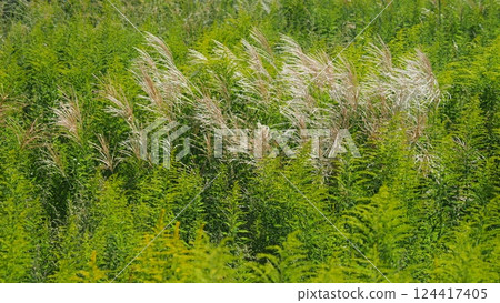 Vacant land, wasteland, weeds, land, vacant lot 124417405