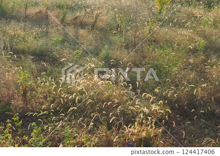 Vacant land, wasteland, weeds, land, vacant lot Vacant land, wasteland, weeds, land, vacant lot 124417406