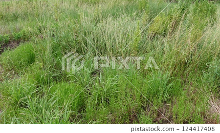 Vacant land, wasteland, weeds, land, vacant lot Vacant land, wasteland, weeds, land, vacant lot 124417408