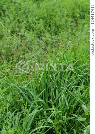 Vacant land, wasteland, weeds, land, vacant lot Vacant land, wasteland, weeds, land, vacant lot 124417415
