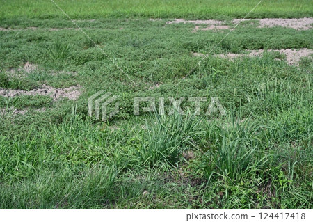 Vacant land, wasteland, weeds, land, vacant lot 124417418