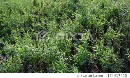 Vacant land, wasteland, weeds, land, vacant lot 124417420