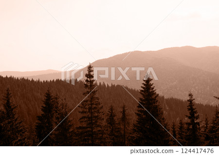 Christmas Tree Forest in Fog in Mountains in Color of Year 2025 Mocha Mousse 124417476