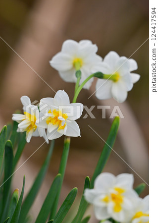 Daffodil (Natural texture photography) 124417594