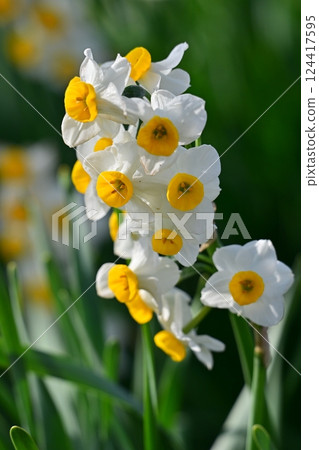 Daffodil (Natural texture photography) 124417595