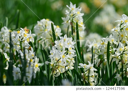 Daffodil (Natural texture photography) 124417596