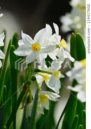 Daffodil (Natural texture photography) Daffodil (Natural texture photography) 124417608