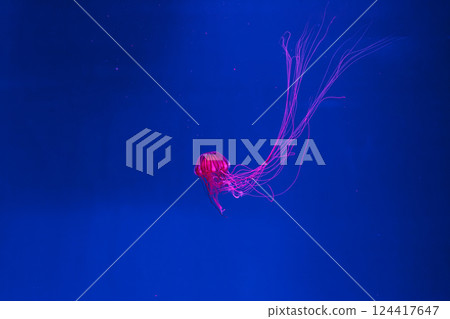 underwater photos of jellyfish chrysaora pacifica jellyfish japanese sea nettle 124417647