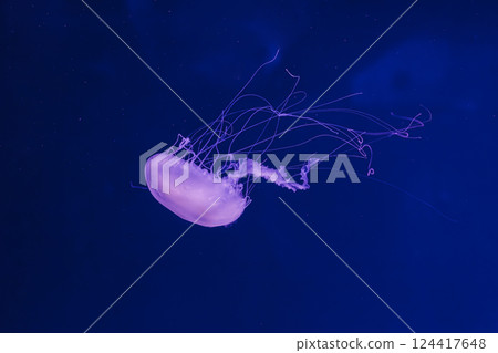 underwater photos of jellyfish chrysaora quinquecirrha jellyfish the atlantic sea nettle 124417648