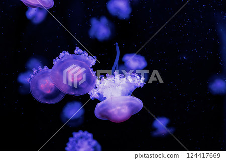 underwater photography jellyfish Cotylorhiza tuberculata, Mediterranean jellyfish 124417669