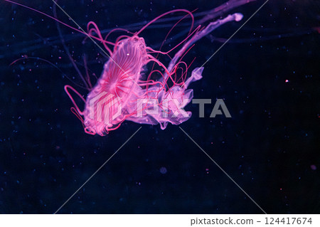 underwater photography jellyfish chrysaora melanaster, Northern Sea Nettle or brown jellyfish 124417674