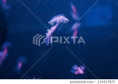 underwater photography jellyfish Chrysaora lactea, Milk Sea Nettle 124417675