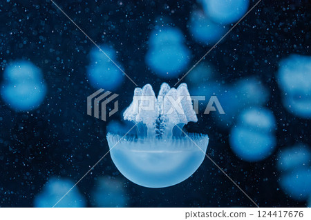 underwater photography jellyfish Blue Blubber Jelly, Catostylus mosaicus underwater photography jellyfish Blue Blubber Jelly, Catostylus mosaicus 124417676