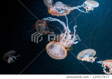 underwater photography jellyfish Chrysaora fuscescens, Pacific sea nettle, West Coast sea nettle 124417677