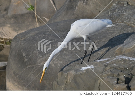 Egret Egret 124417700