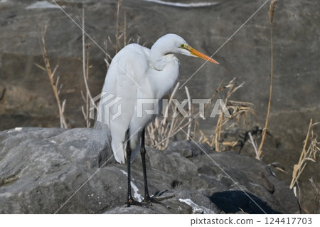 Egret Egret 124417703
