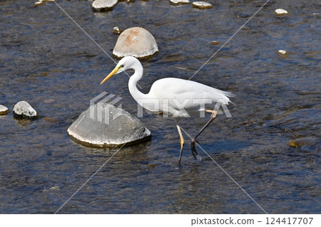 白鷺鷥(白鷺鷥) 白鷺鷥(白鷺鷥) 124417707