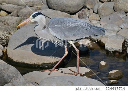 Gray Heron (Ardea cinerea) 124417714