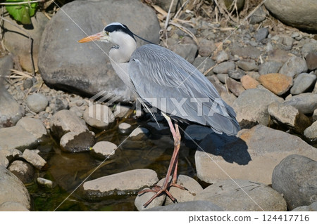 灰鷺 (Ardea cinerea) 124417716