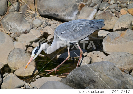 灰鷺 (Ardea cinerea) 124417717