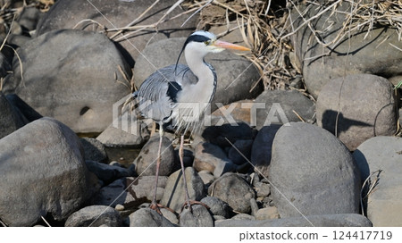 Gray Heron (Ardea cinerea) 124417719