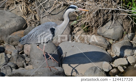 灰鷺 (Ardea cinerea) 灰鷺 (Ardea cinerea) 124417720