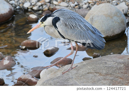 Gray Heron (Ardea cinerea) 124417721