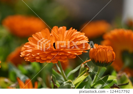 金盞花 (Calendula officinalis) 124417792