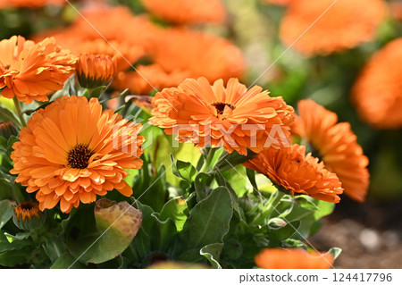 金盞花 (Calendula officinalis) 金盞花 (Calendula officinalis) 124417796