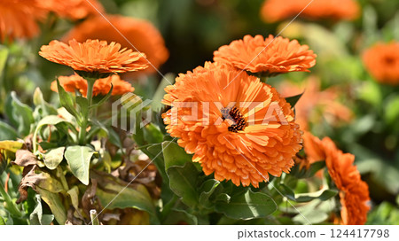 Calendula officinalis (Calendula officinalis) Calendula officinalis (Calendula officinalis) 124417798