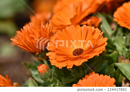 金盞花 (Calendula officinalis) 124417801