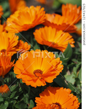 金盞花 (Calendula officinalis) 124417823