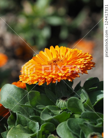 Calendula officinalis (Calendula officinalis) Calendula officinalis (Calendula officinalis) 124417831