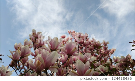 Magnolia flowers blooming in early spring 124418486
