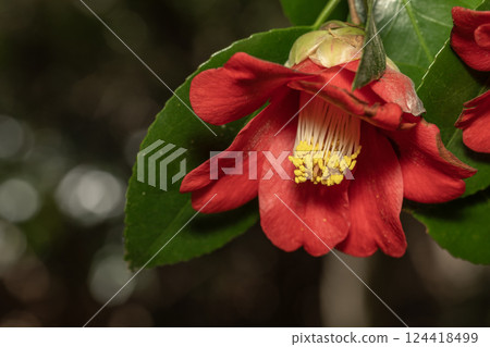 茶花 茶花 124418499