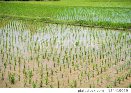 水稻插秧後的稻田（水稻栽培影像素材） 124419059